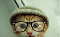 Smart Kitten