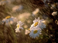 Rain falling on daisies