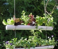 Hanging Gutter Herb Garden