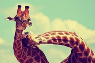 Giraffe love