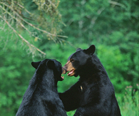 Playing bears