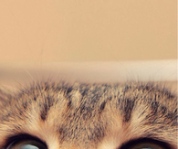 Closeup kitten