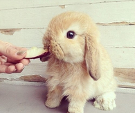 Cute rabbit