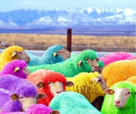 Colorful sheep