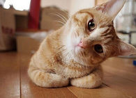 Curious Cat