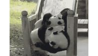 Tumbling Pandas