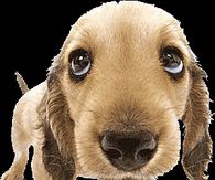 Cute dog