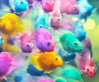 Colorful Fish