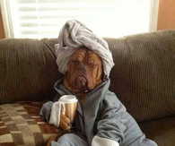 Morning Dog