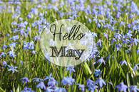 Hello May