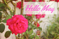 Hello May