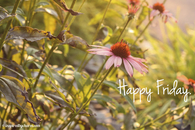 Happy Friday