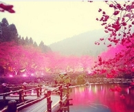 Pink Wonderland