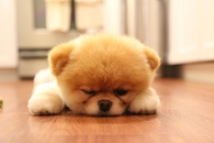 Cute Fluffy Dog