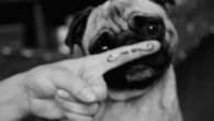 Pug Mustache