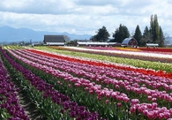 Tulips Field Washington State