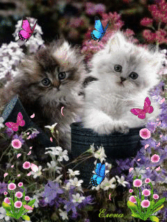 Sweet Little Kittens