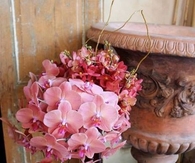 Pink Hydrangeas