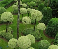 Sculpted Trees