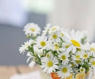 Cup of Tiny Daisies