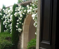 Climbing White Roses Around Arched Doorway