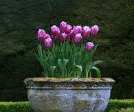 Tulips in Concrete Planter