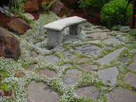Blue Star Creeper Ground Cover