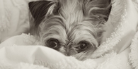 Cute Puppy