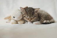 Sleeping Kitten