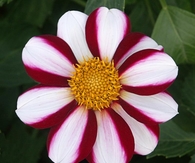 Red and White Flower