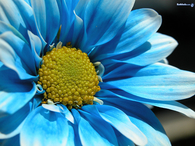 Blue Flower