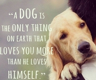 A Dog