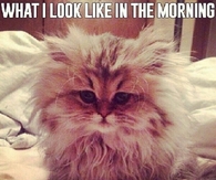 What I look like in the morning