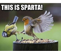 This is Sparta