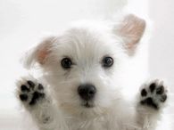Dog wants In