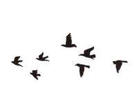 Dove