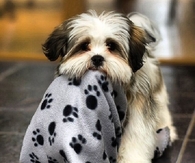 Cute Little Puppy