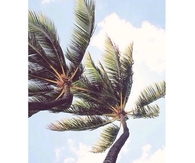 Palm Trees