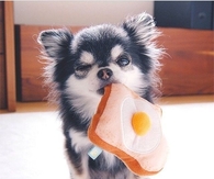 Puppy With His Toy