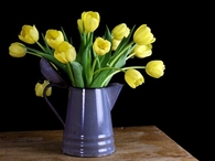 Yellow tulips