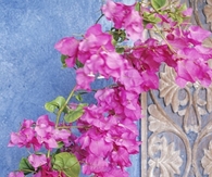 Pink Boungainvilleas