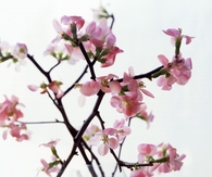 Cherry blossoms