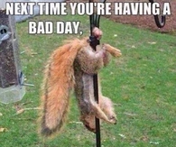 Think Of This Squirrel