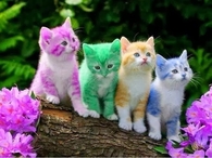 Colorful Kittens