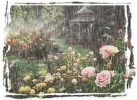 Rainy Day in the Garden