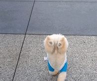 Pom Walking on Front Paws