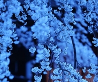 Japanese Sakura in the Night 