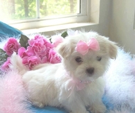 Pretty in Pink Puppy