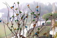 Tiny Colorful Birds