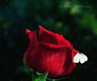 Rose & Butterflies